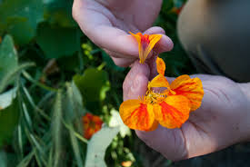 Attēlu rezultāti vaicājumam “Tropaeolum majus fruit”