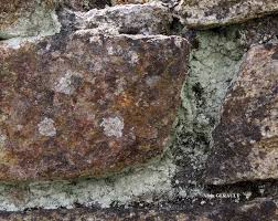 Attēlu rezultāti vaicājumam “Lepraria incana”