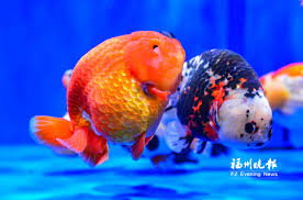 Image result for 金魚