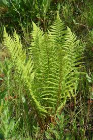 Attēlu rezultāti vaicājumam “Dryopteris filix-mas”