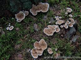 Attēlu rezultāti vaicājumam “Phellodon tomentosus”