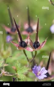 Attēlu rezultāti vaicājumam “Geranium bohemicum flower”