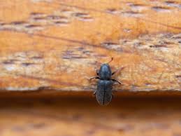 Attēlu rezultāti vaicājumam “Hylastes sp.”