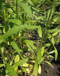 Attēlu rezultāti vaicājumam “Erysimum cheiranthoides leaf”