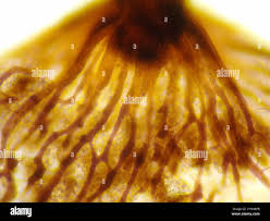 Attēlu rezultāti vaicājumam “Cribraria intricata spores”