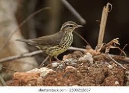 Image result for Seiurus noveboracensis