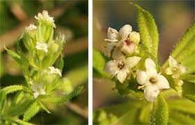 Attēlu rezultāti vaicājumam “Galium aparine leaf”