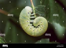 Attēlu rezultāti vaicājumam “Cimbex femoratus larva”