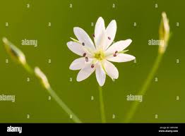 Attēlu rezultāti vaicājumam “Stellaria graminea”