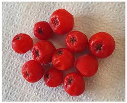 Attēlu rezultāti vaicājumam “Sorbus aucuparia fruit”