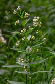 Attēlu rezultāti vaicājumam “Vincetoxicum hirundinaria flower”