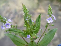 Attēlu rezultāti vaicājumam “Veronica anagallis-aquatica leaf”