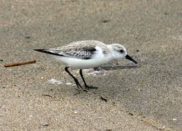 Attēlu rezultāti vaicājumam “Calidris alba adult”
