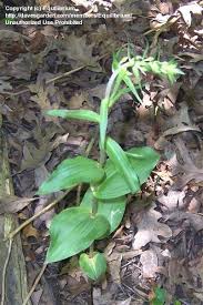 Attēlu rezultāti vaicājumam “Epipactis helleborine leaf”