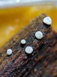 Attēlu rezultāti vaicājumam “Physarum cinereum sessile”