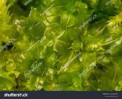 Attēlu rezultāti vaicājumam “Plagiomnium affine”