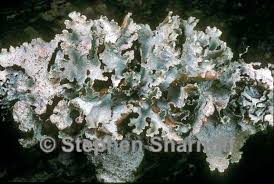 Attēlu rezultāti vaicājumam “Platismatia glauca”