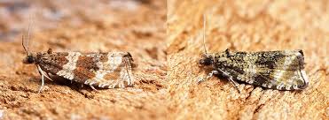 Attēlu rezultāti vaicājumam “Orthotaenia undulana”