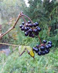 Attēlu rezultāti vaicājumam “Eleutherococcus sessiliflorus”