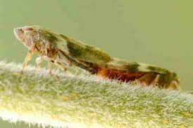 Attēlu rezultāti vaicājumam “Aphrophora alni”