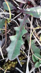 Attēlu rezultāti vaicājumam “Leontodon hispidus leaf”