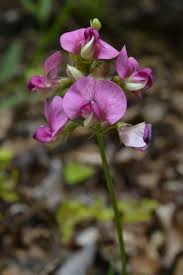 Attēlu rezultāti vaicājumam “Lathyrus sylvestris flower”