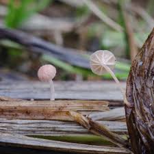 Attēlu rezultāti vaicājumam “Mycena belliarum”