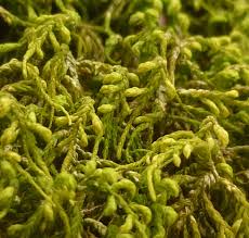 Attēlu rezultāti vaicājumam “Hedwigia ciliata sporophyte”