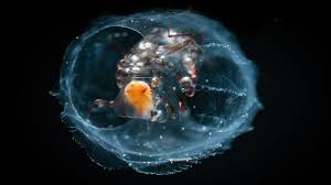 Attēlu rezultāti vaicājumam “Phronia sp.”