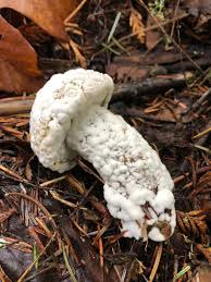 Attēlu rezultāti vaicājumam “Hypomyces chrysospermus”