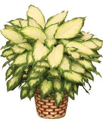 Image result for Leaves Green Bowmen