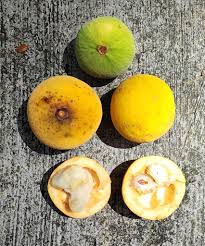 Attēlu rezultāti vaicājumam “Luzula campestris fruit”