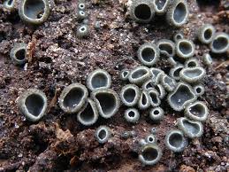 Attēlu rezultāti vaicājumam “Mollisia amenticola”