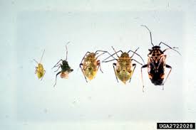 Attēlu rezultāti vaicājumam “Lygus pratensis nymph”