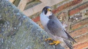 Image result for Herts Falcons