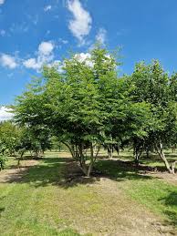 Attēlu rezultāti vaicājumam “Pterocarya fraxinifolia”