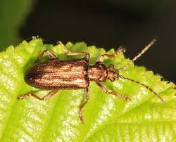 Attēlu rezultāti vaicājumam “Donacia clavipes”