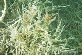 Attēlu rezultāti vaicājumam “Chara tomentosa”