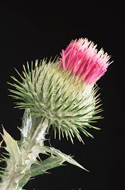 Image result for Onopordum acanthium