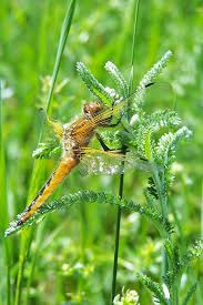 Attēlu rezultāti vaicājumam “Libellula fulva”