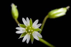 Attēlu rezultāti vaicājumam “Stellaria longifolia flower”