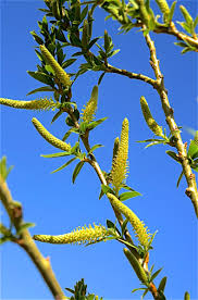 Attēlu rezultāti vaicājumam “Salix triandra”