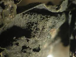 Attēlu rezultāti vaicājumam “Collema flaccidum”