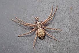 Attēlu rezultāti vaicājumam “Philodromus sp.”