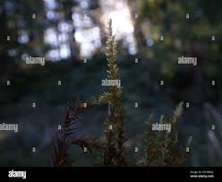 Attēlu rezultāti vaicājumam “Calliergon giganteum”