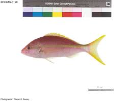 Image result for Ocyurus chrysurus