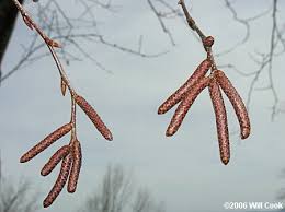 Attēlu rezultāti vaicājumam “Betula alleghaniensis fruit”