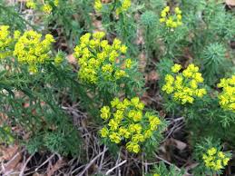 Attēlu rezultāti vaicājumam “Euphorbia cyparissias fruit”