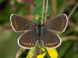 Attēlu rezultāti vaicājumam “Plebejus argus”