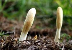 Attēlu rezultāti vaicājumam “Podostroma leucopus”